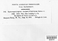 Gymnosporangium juniperi-virginianae image